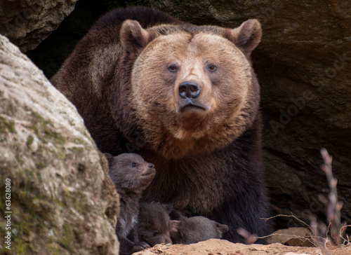 Fotomural Junger Braunbär - Ursus arctos