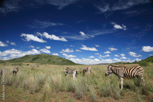 Board z aluminiowym obramowaniem Zebras national park pilanesberg republika południowej afryki