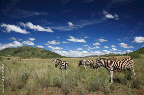 Board z aluminiowym obramowaniem Zebras national park pilanesberg republika południowej afryki