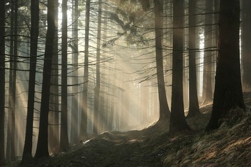 Fototapeta słońce świt drzewa