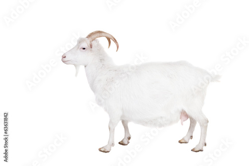 Fényképezés  Goat standing up isolated on a white background