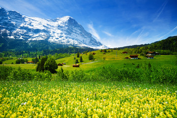 Wall Mural - Yellow flowers field, beautiful Swiss landscape