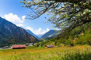 Wall Mural - Sunny flowers field near Swiss mountains