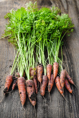 Canvas Print - Fresh carrots from garden