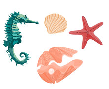 Collection Marine Life Seahorse Starfish And Seashells