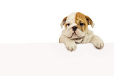 Fototapeta  - English bulldog puppy