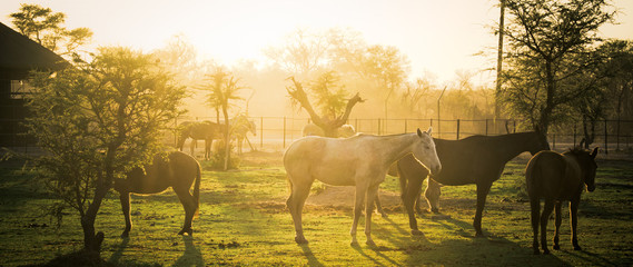 Obraz na płótnie stajnia ranczo świt koń wypas