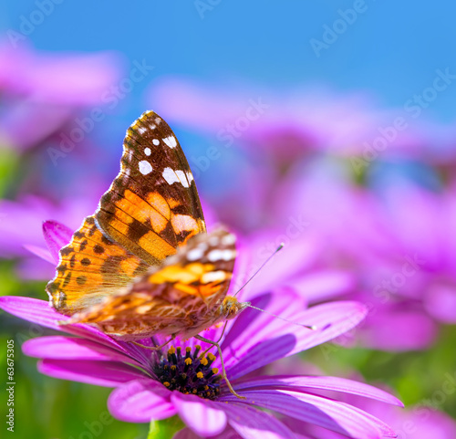Tapeta ścienna Piękny motyl na purpurowy kwiat