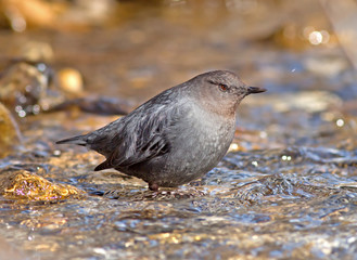 American Dipper