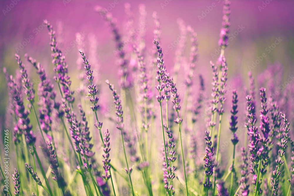 Lavender flower - obrazy, fototapety, plakaty 