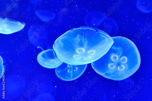 Board z aluminiowym obramowaniem Podwodny obraz jellyfishes