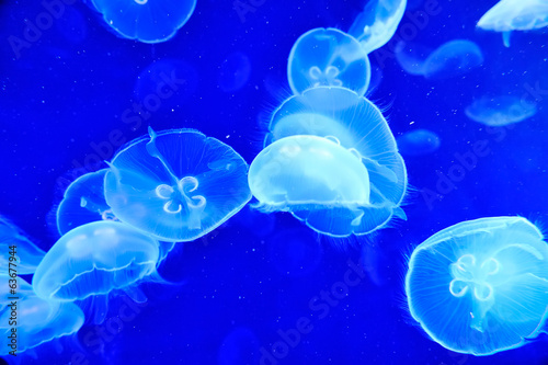 Board z aluminiowym obramowaniem Podwodny obraz jellyfishes