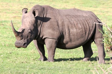 Wall Mural - white rhino portrait