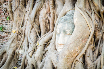 Wall Mural - Buddha head statue under root tree in ayutthaya Thailand