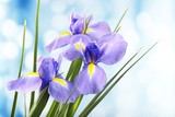 Beautiful iris flower on bright background