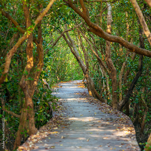 Nowoczesny obraz na płótnie Boardwalk through the mangrove forest