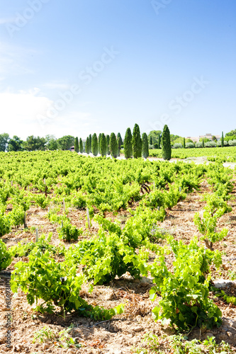 Board z aluminiowym obramowaniem Winnice w pobliżu Chateauneuf-du-Pape, Prowansja, Francja