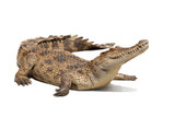 Fototapeta  - crocodile