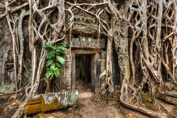 Fototapete - Ancient stone door and tree roots, Ta Prohm temple, Angkor, Camb