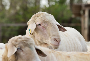 Canvas Print - Ram portrait