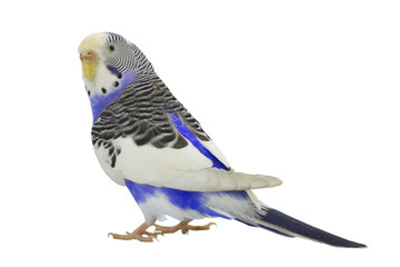 Sticker - budgie