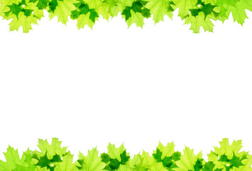 Wall Mural - Frame of green maple leaves