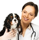 Young positive brunette veterinary woman with spaniel