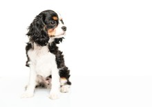 Cavalier King Charles Spaniel Isolated On White Background
