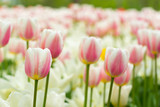Fototapeta  - field of tulips
