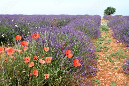 Board z aluminiowym obramowaniem Valensole prowansja francja pola lawendy kwiatowej