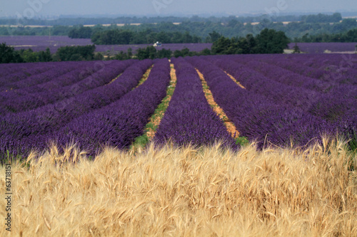 Board z aluminiowym obramowaniem Valensole prowansja francja pola lawendy kwiatowej