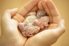 Holding Small Tender Budgerigar Babies In Hands