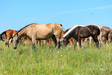 Wall Mural - Horses in meadow