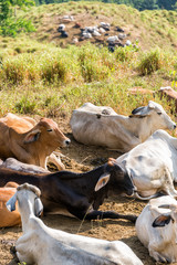 Poster - Group of Cows