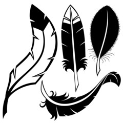 Wall Mural - Vector set. Feathers.