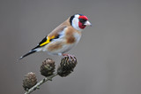 Fototapeta  - Goldfinch