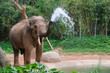 Elephant make water spray - Nature shower