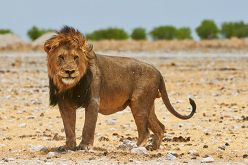 A male lion in Etosha National Park in Namibia