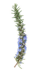 Poster - rosemary in flowers