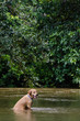 氾濫した川で遊ぶゴールデンレトリバー