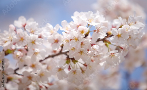 Board z aluminiowym obramowaniem Czereśniowy okwitnięcie Sakura w Tokyo Japan w Sakura sezonie 2014