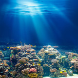 Sea or ocean underwater coral reef snorkeling or diving backgrou