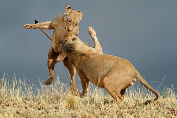 Wall Mural - Playful African lions, Kalahari desert