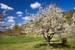 Kirschblühte, Kaiserstuhl, Frühling,