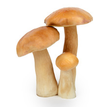 Boletus Edulis Or Cep Mushroom Isolated On White