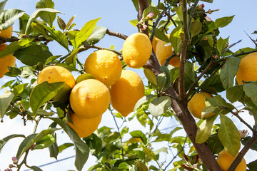 Lemon tree branch with leaves on blue sky