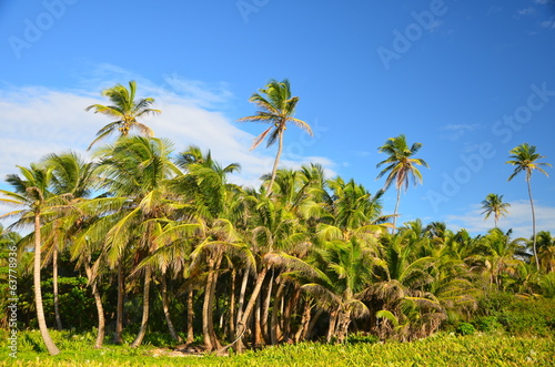 Board z aluminiowym obramowaniem Gaj palm