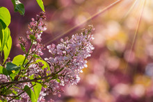 Lilac Flowers  In Spring