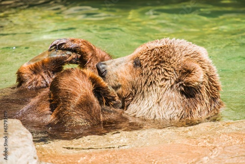 Fotoboard na płycie Zabawa z wodą niedźwiedzia grizzly