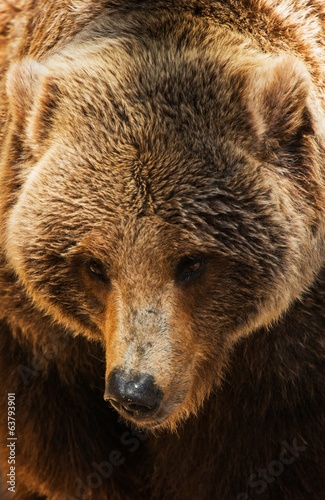Fotoboard na płycie Zbliżenie niedźwiedź grizzly